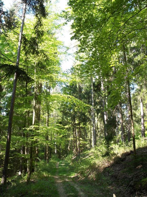 Blockhaus Hedwig Villa Stamsried Eksteriør bilde